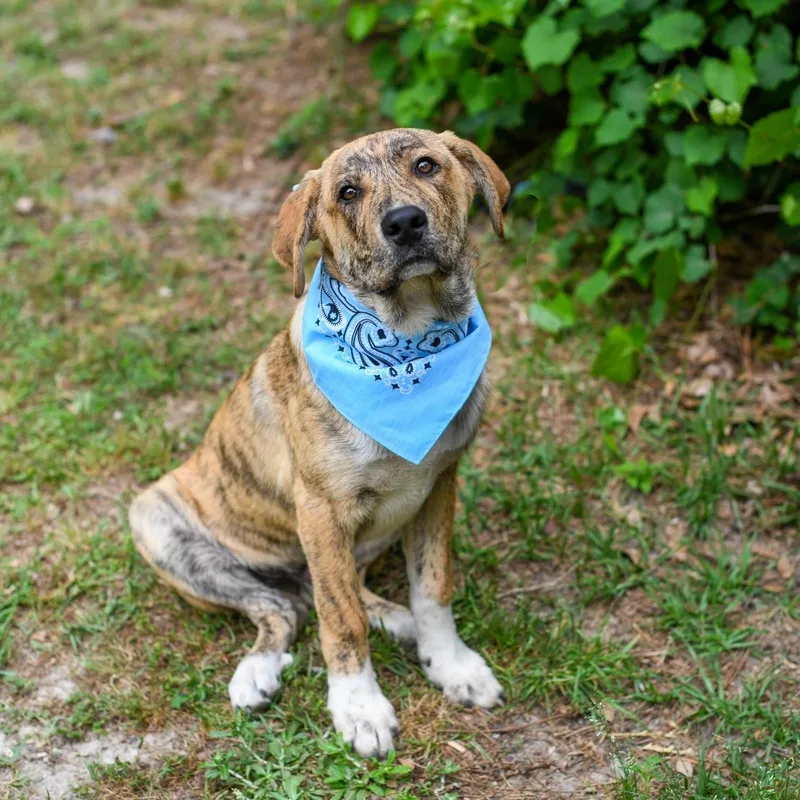 A baby medium-sized male Brindle Mixed Breed dog named Toby for adoption in BONIFAY, FL