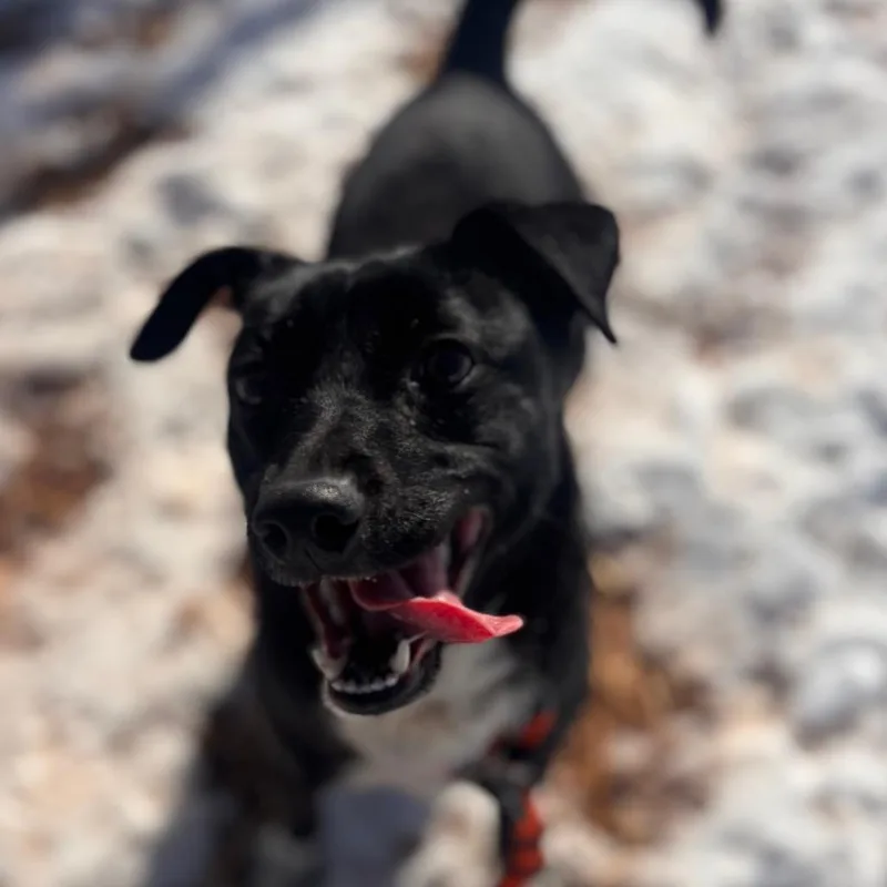 An adult small-sized male Black Terrier dog named Lil' Dude for adoption in York, PA