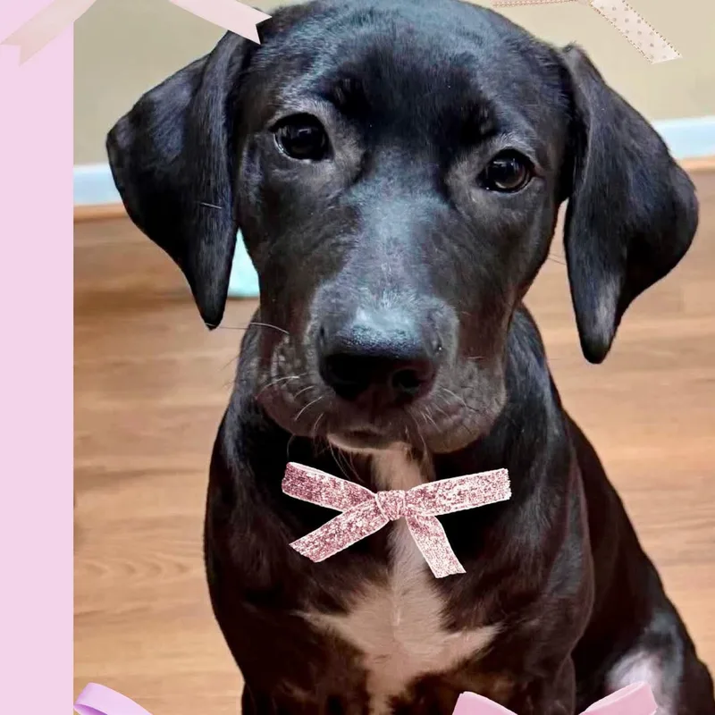 A baby medium-sized female Black Labrador Retriever dog named Penny for adoption in West Haven, CT