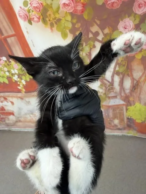 A baby small-sized male Domestic Short Hair cat named Emil for adoption in San Bernardino, CA