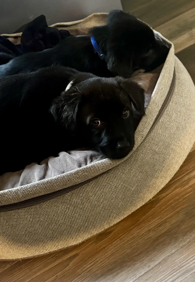 Cobalt  Male C thumbnail 3