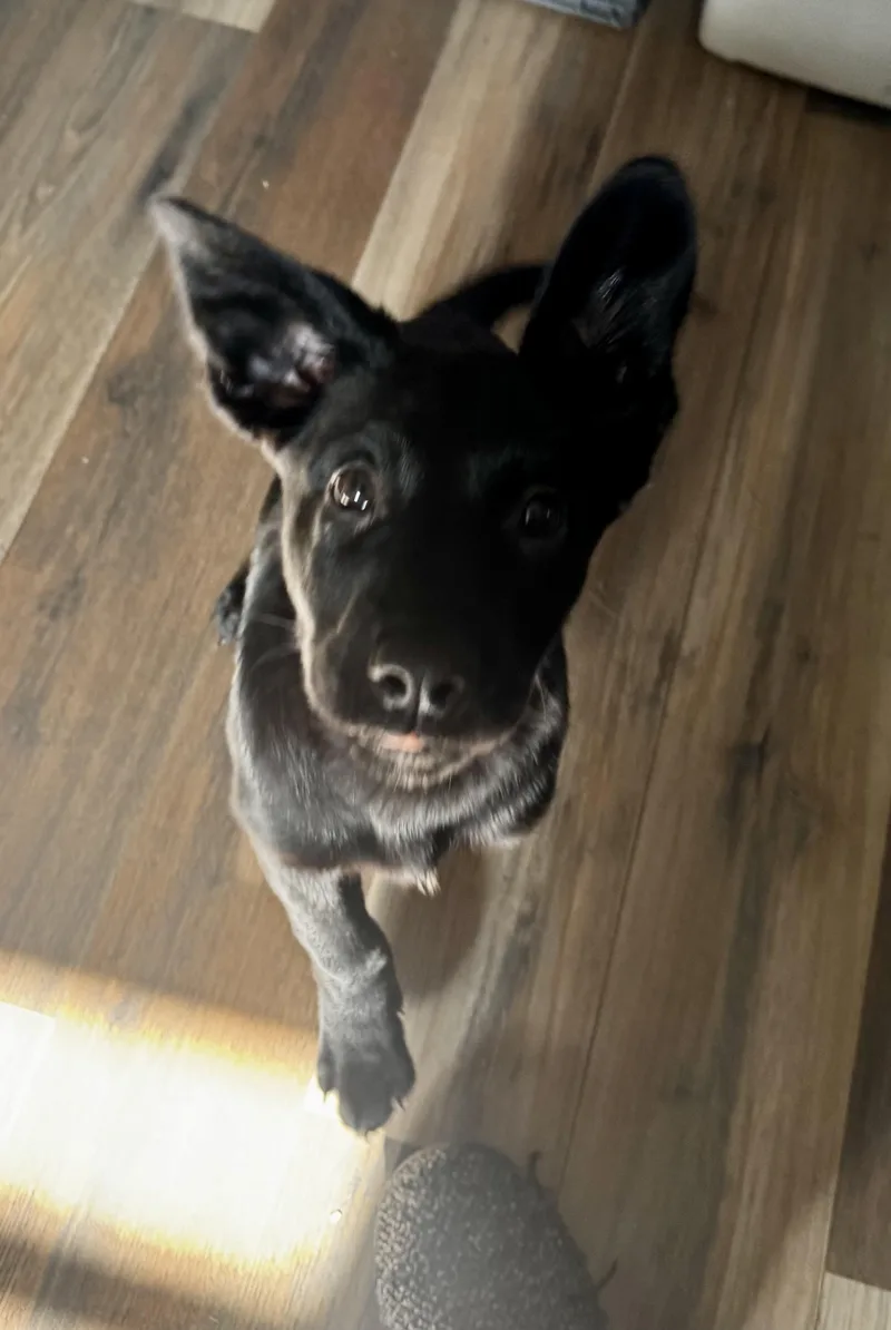 Cobalt  Male C thumbnail 4