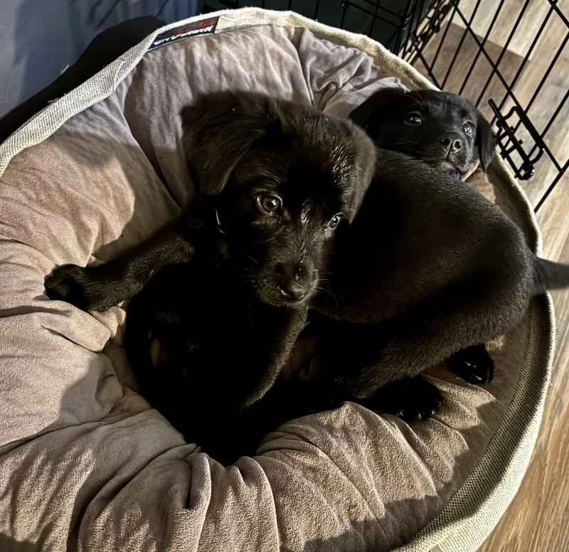 Cobalt  Male C thumbnail 5