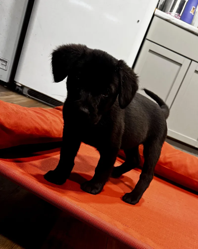 Cobalt  Male C thumbnail 6