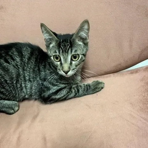 A baby small-sized female Brown / Chocolate Domestic Short Hair cat named Cleo for adoption in Henderson, NV