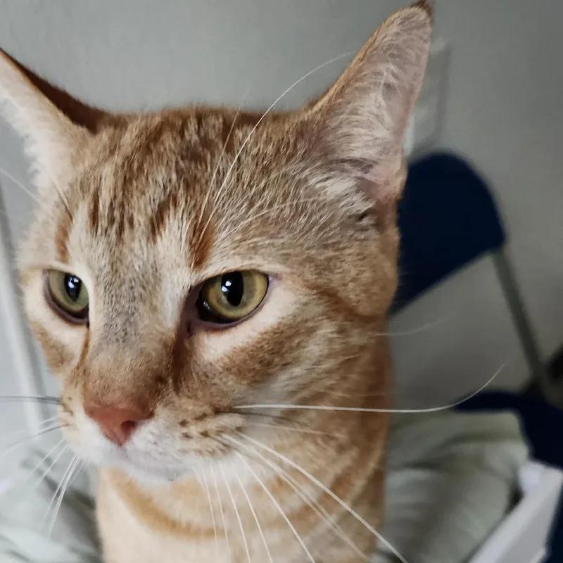 An adult small-sized male Orange / Red Domestic Short Hair cat named Bean for adoption in Brighton, MO