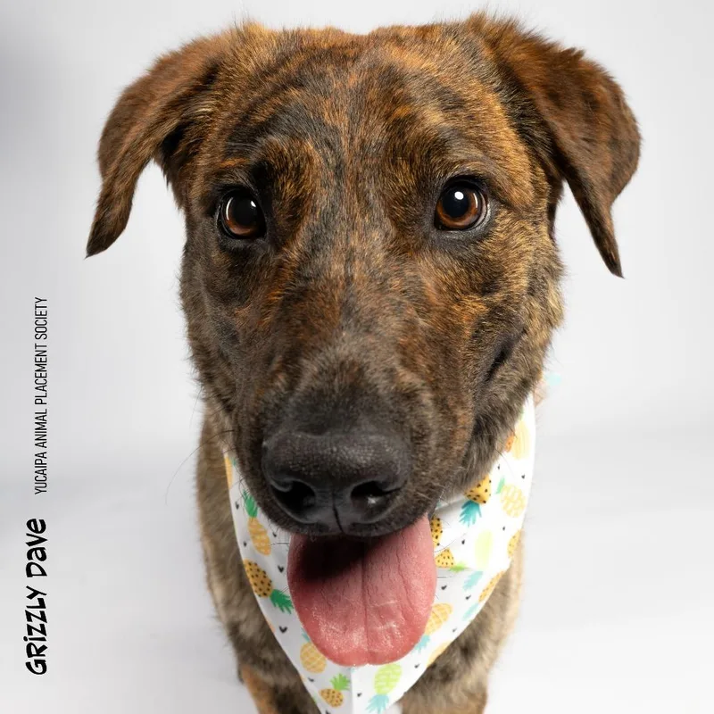 A young medium-sized male Brindle German Shepherd Dog dog named Grizzly Dave for adoption in Yucaipa, CA