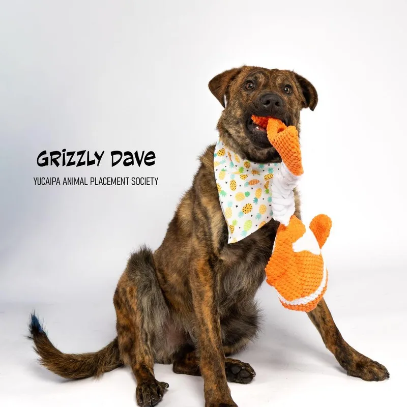 Grizzly Dave thumbnail 3