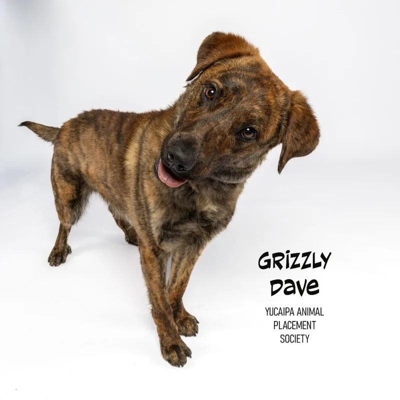 Grizzly Dave thumbnail 4