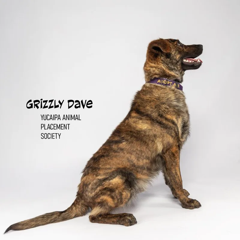 Grizzly Dave thumbnail 5