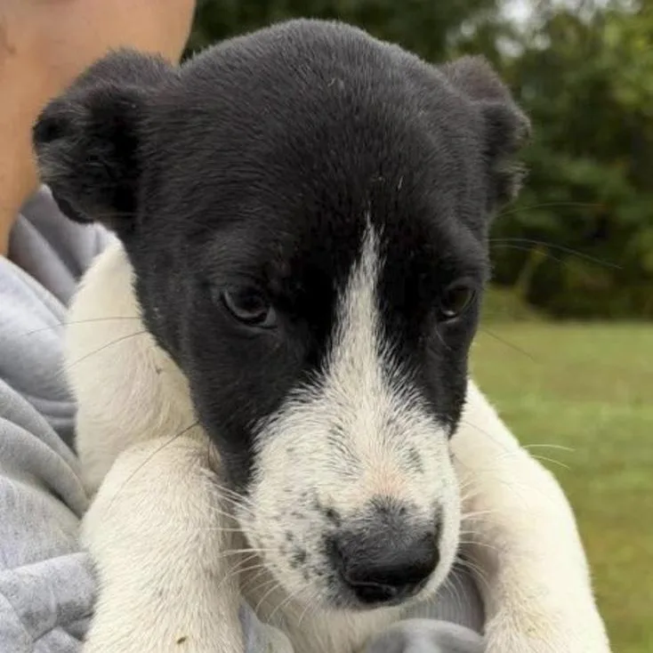 A baby medium-sized male Husky dog named Benedict for adoption in Toledo, OH