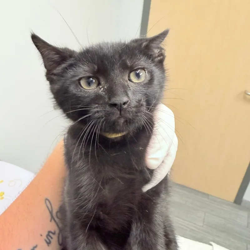 A baby small-sized male Black Domestic Short Hair cat named Sun for adoption in Jacksonville, FL