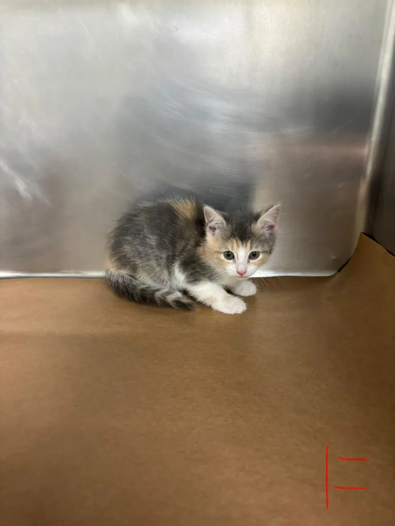 A baby large-sized female Domestic Short Hair cat named Pixie for adoption in Cartersville , GA