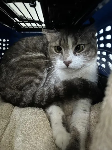 An adult large-sized male Maine Coon cat named Simba for adoption in Virginia Beach, VA