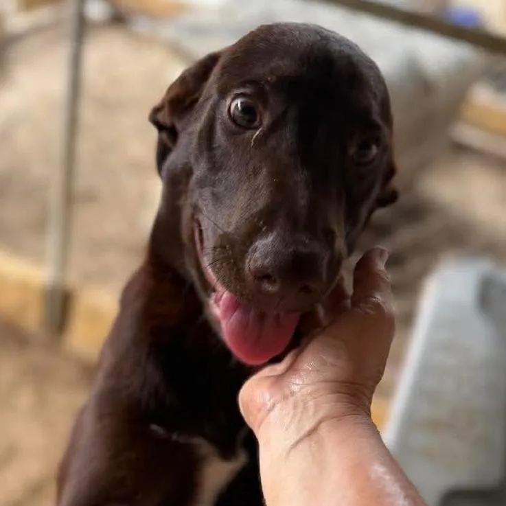 A young medium-sized male Brown / Chocolate Chocolate Labrador Retriever dog named Asher for adoption in Washington, DC