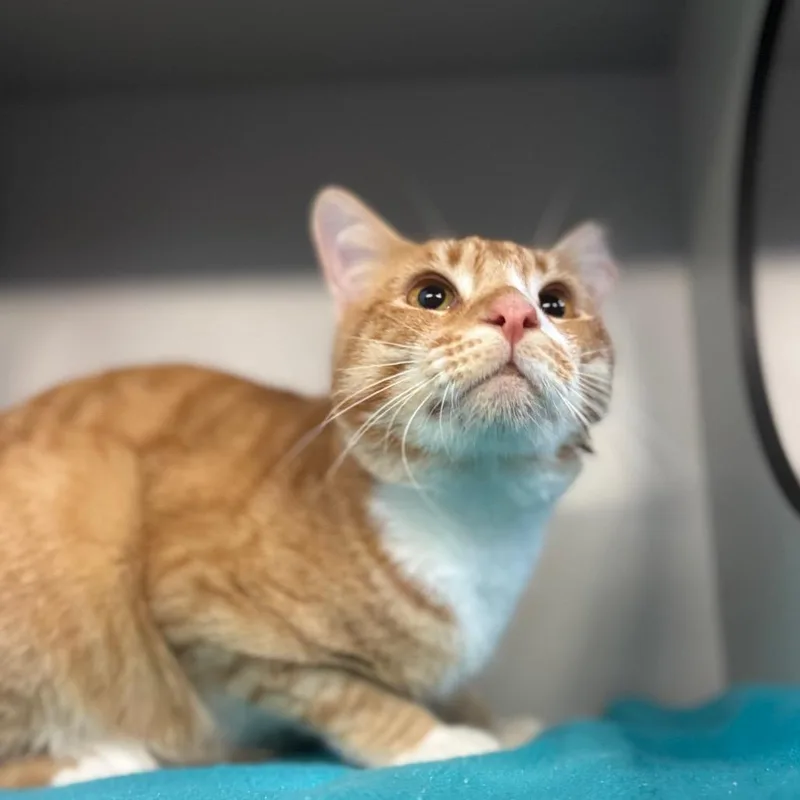 An adult large-sized male Domestic Short Hair cat named Cliff for adoption in Sarasota, FL