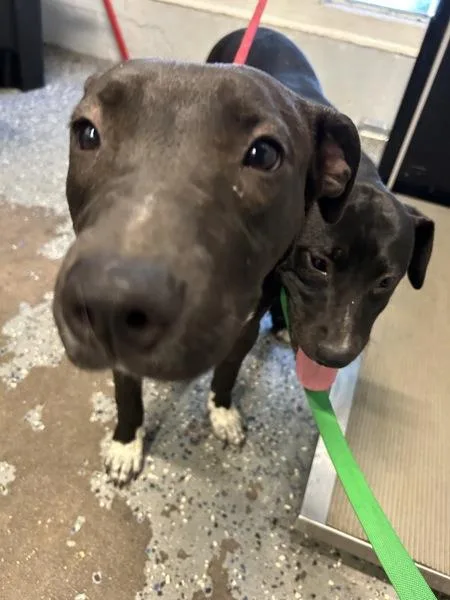 A young medium-sized female Pit Bull Terrier dog named Valkyrie for adoption in Mobile, AL