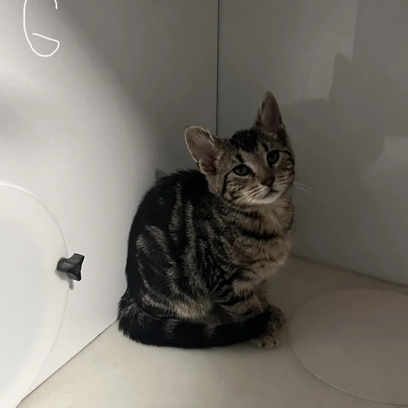 A baby small-sized male Black Domestic Short Hair cat named Lantana for adoption in Normal, IL