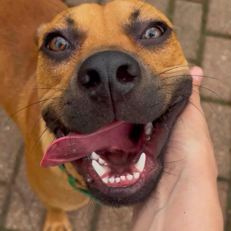 A young medium-sized male Boxer dog named Magoo for adoption in Wheeling, IL