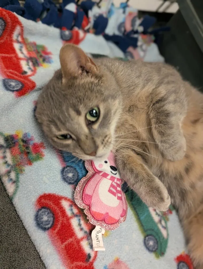 A young medium-sized female Domestic Short Hair cat named Tigger for adoption in St. Cloud, MN