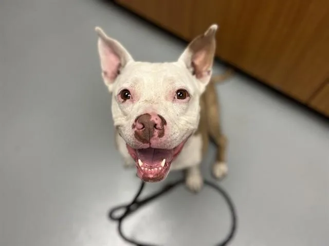 An adult large-sized female Mixed Breed dog named Kaia for adoption in Saint Cloud, FL