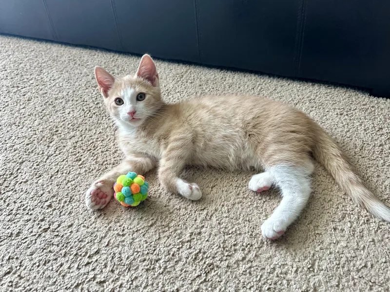 A baby small-sized male American Shorthair cat named Ollie for adoption in Hillsborough, NC