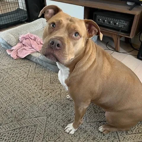 An adult large-sized female Yellow / Tan / Blond / Fawn Pit Bull Terrier dog named Bridgerton for adoption in Austin, TX