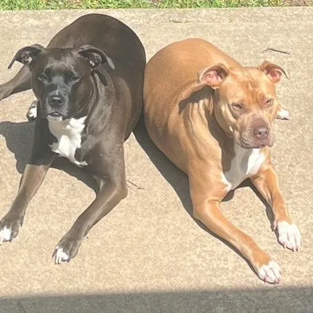 Bridgerton thumbnail 2