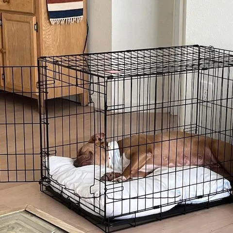 Bridgerton thumbnail 3