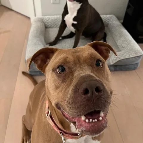 Bridgerton thumbnail 4