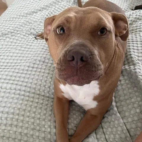 Bridgerton thumbnail 5