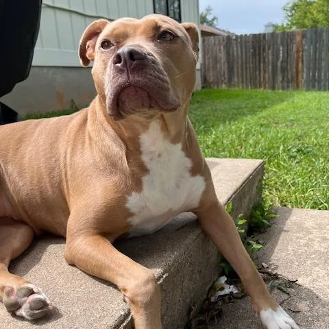 Bridgerton thumbnail 6