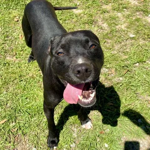 An adult medium-sized male Mixed Breed dog named Jimmy for adoption in Pensacola, FL