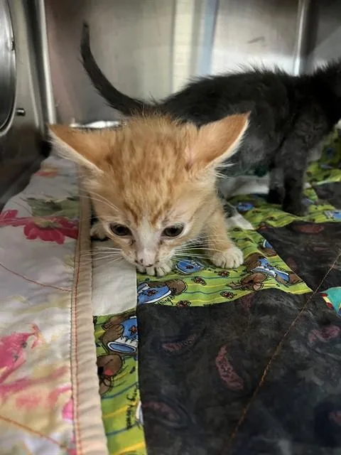 A baby small-sized male Domestic Medium Hair cat named Sprout for adoption in Jacksonville, FL