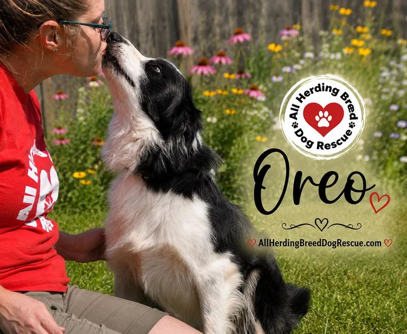 Oreo