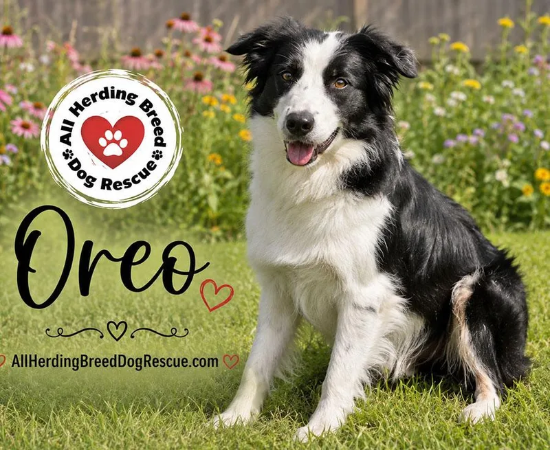 Oreo thumbnail 2