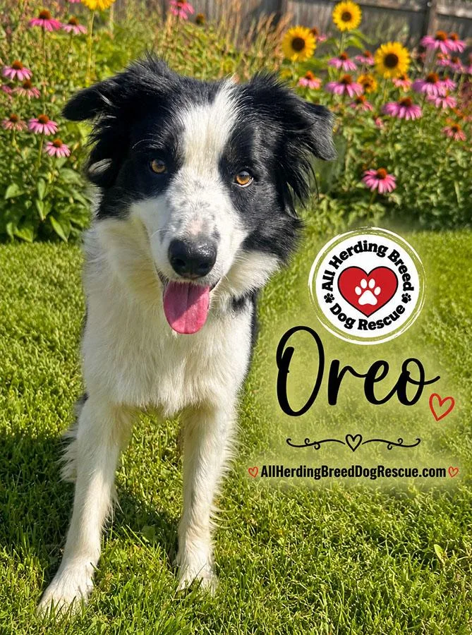 Oreo thumbnail 3