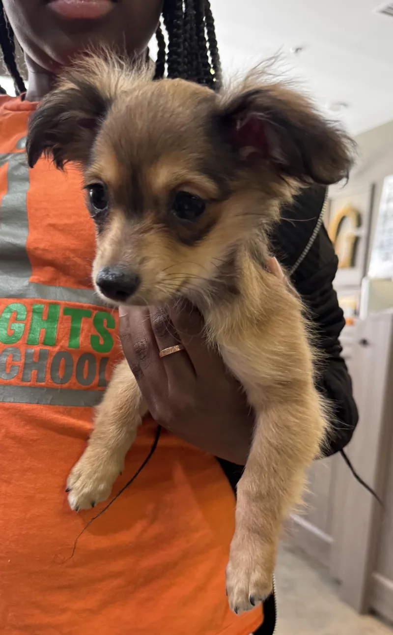 A baby small-sized male Black Chihuahua dog named Skye Patrol for adoption in Thousand Oaks, CA