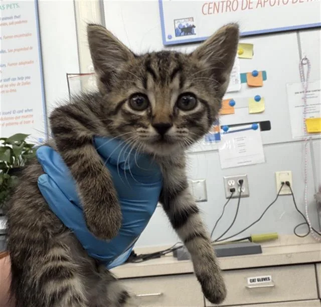 A baby medium-sized female Domestic Short Hair cat named Diamond for adoption in Dallas, TX