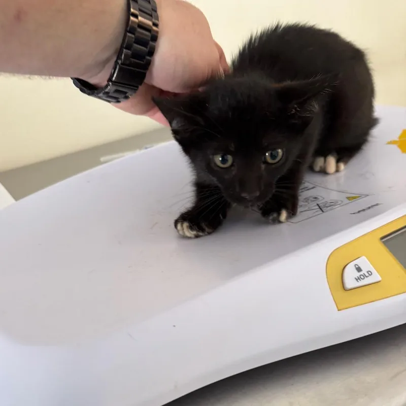 A baby small-sized male Domestic Short Hair cat named Hans for adoption in Galax, VA