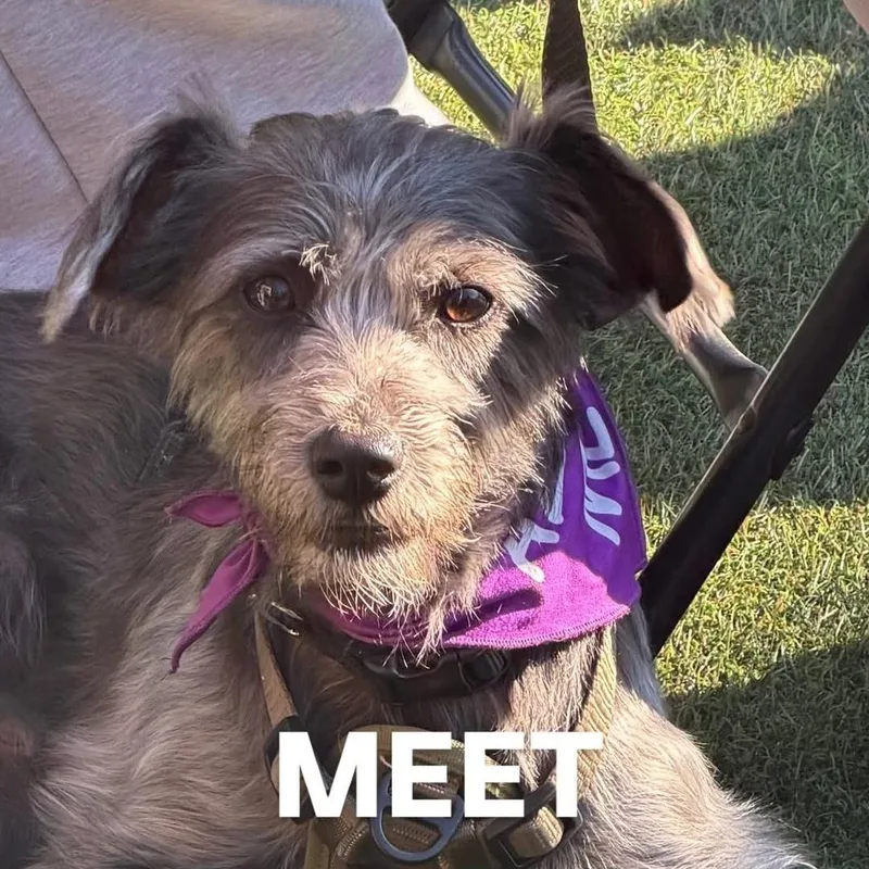 An adult small-sized male Terrier dog named Sonic for adoption in Milwaukee, WI