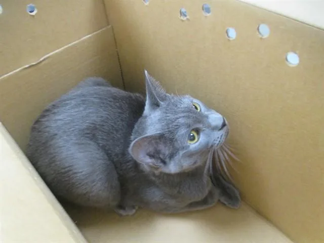 A young small-sized male Domestic Short Hair cat named Nono for adoption in Ocala, FL