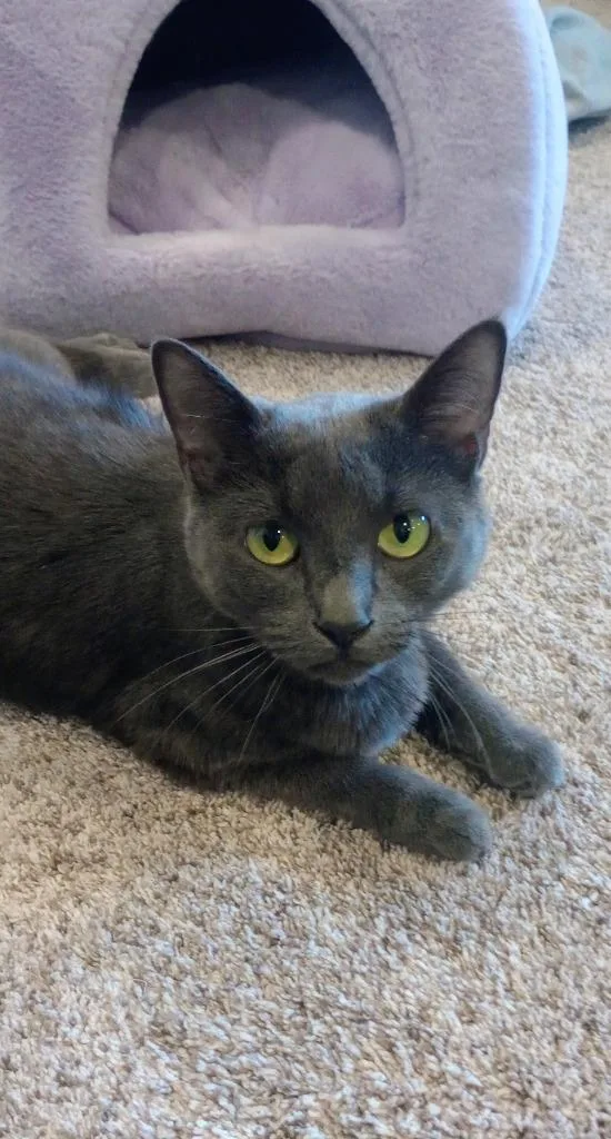 A young medium-sized female Domestic Short Hair cat named Fresa for adoption in Minneapolis, MN