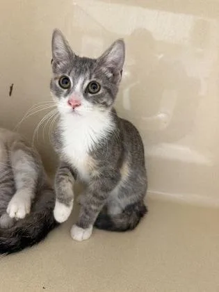 A baby small-sized female Domestic Short Hair cat named Gubby for adoption in Pequot Lakes, MN