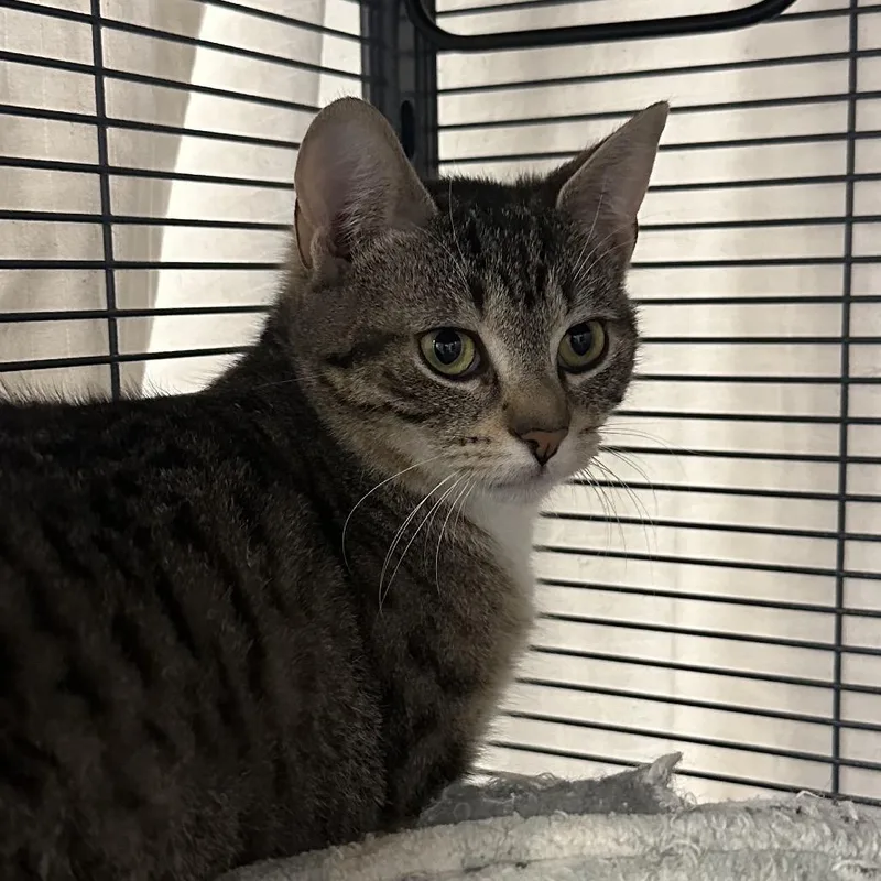 A baby small-sized female Brown / Chocolate Domestic Short Hair cat named Runner for adoption in Mount Laurel, NJ