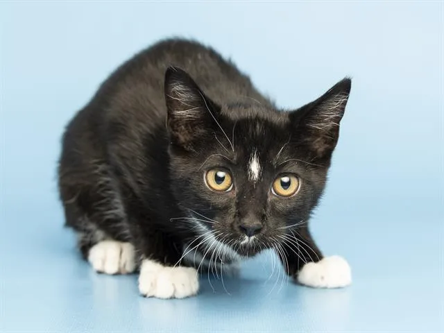 A baby small-sized female Domestic Short Hair cat named Wanda Vision for adoption in Phoenix, AZ