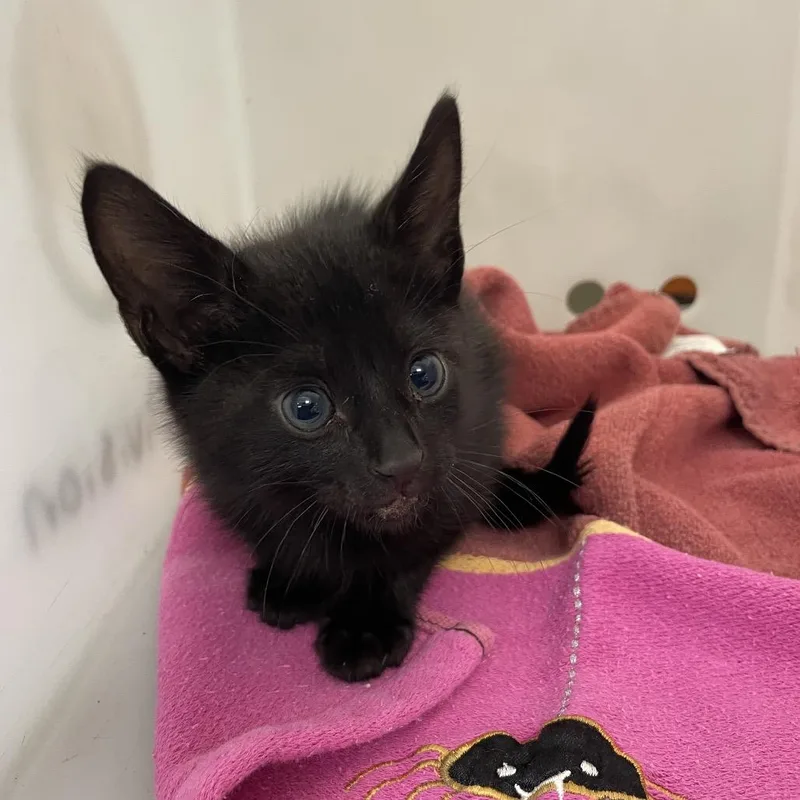 A baby small-sized male Black Domestic Short Hair cat named Dimitri for adoption in Columbus, GA