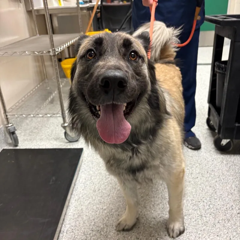An adult large-sized male Yellow / Tan / Blond / Fawn Dutch Shepherd dog named Rex for adoption in Reno, NV