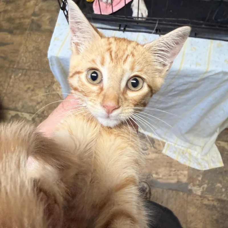 A baby medium-sized male Tabby cat named Archibald Dorian Thaddeus the for adoption in Columbia, SC