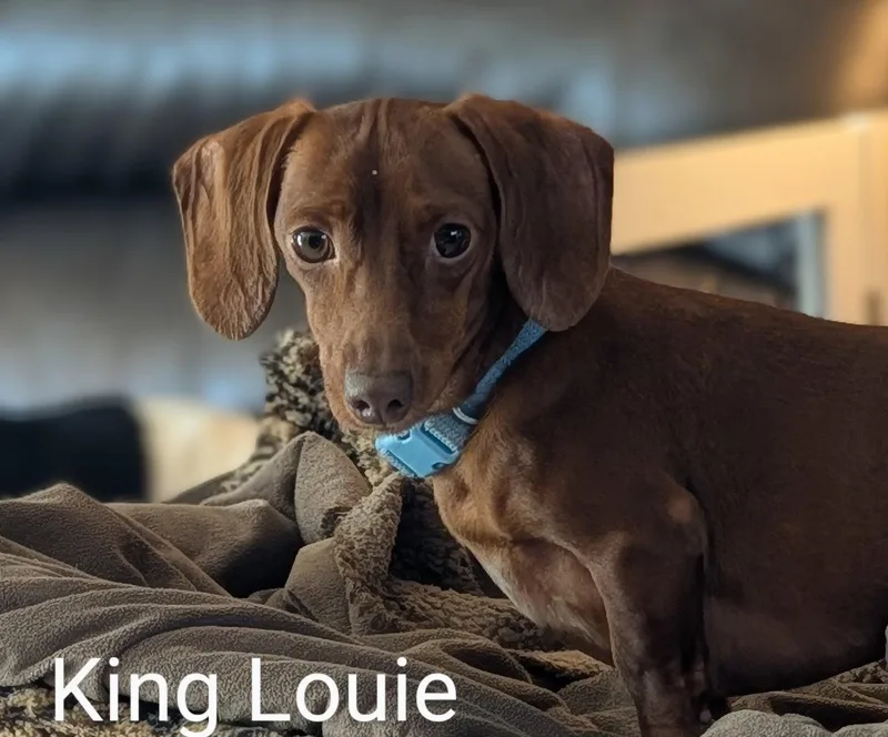 An adult small-sized male Dachshund dog named King Louie And Buster for adoption in Sioux Falls, SD